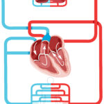 Heart Function and Circulation