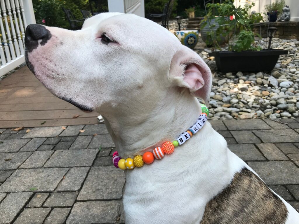 How To Choose Colors For A Unique Beaded Pet Collar Design