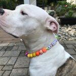 How To Choose Colors For A Unique Beaded Pet Collar Design