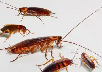 Cockroaches Pest Control – Pest Control Hayes