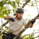 What Are Key Safety Tips For Seasonal Tree Trimming?