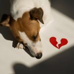 Pet Loss Support Services