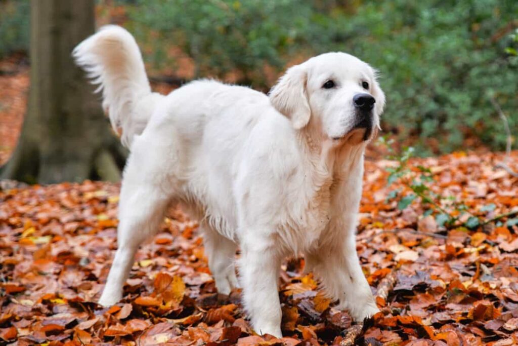English cream golden retriever