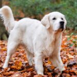 English cream golden retriever